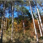 p199hf7vuskb3int8l613msqeja